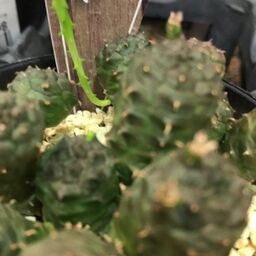 うたかた倶楽部