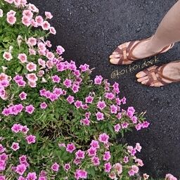 姫の虜たち