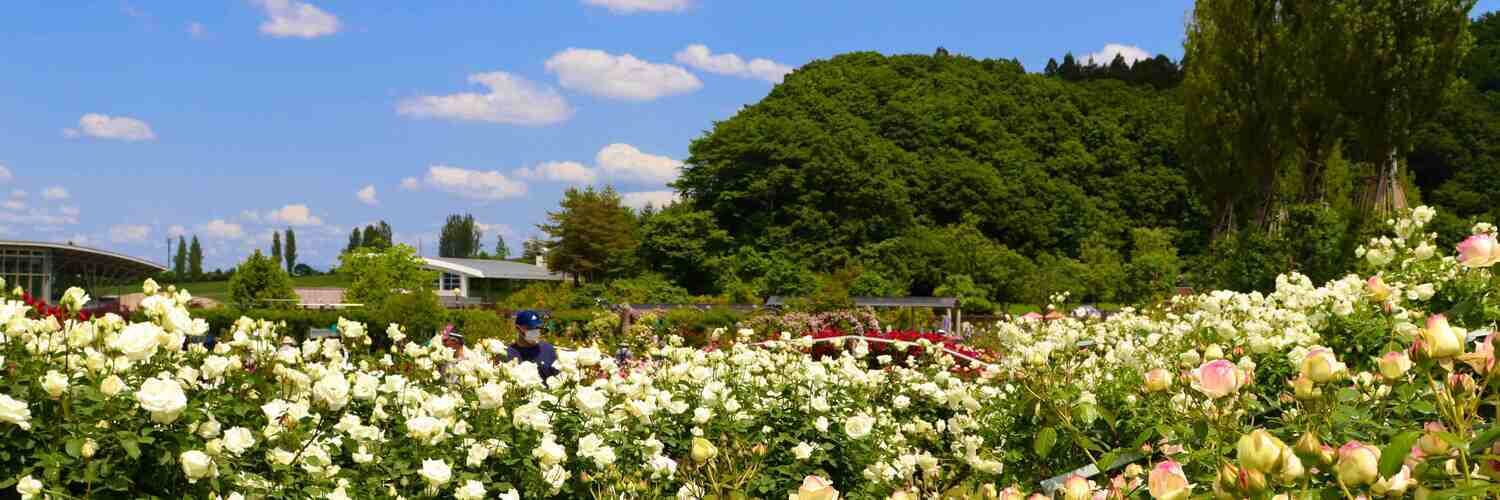さいき橅 写真館📷
