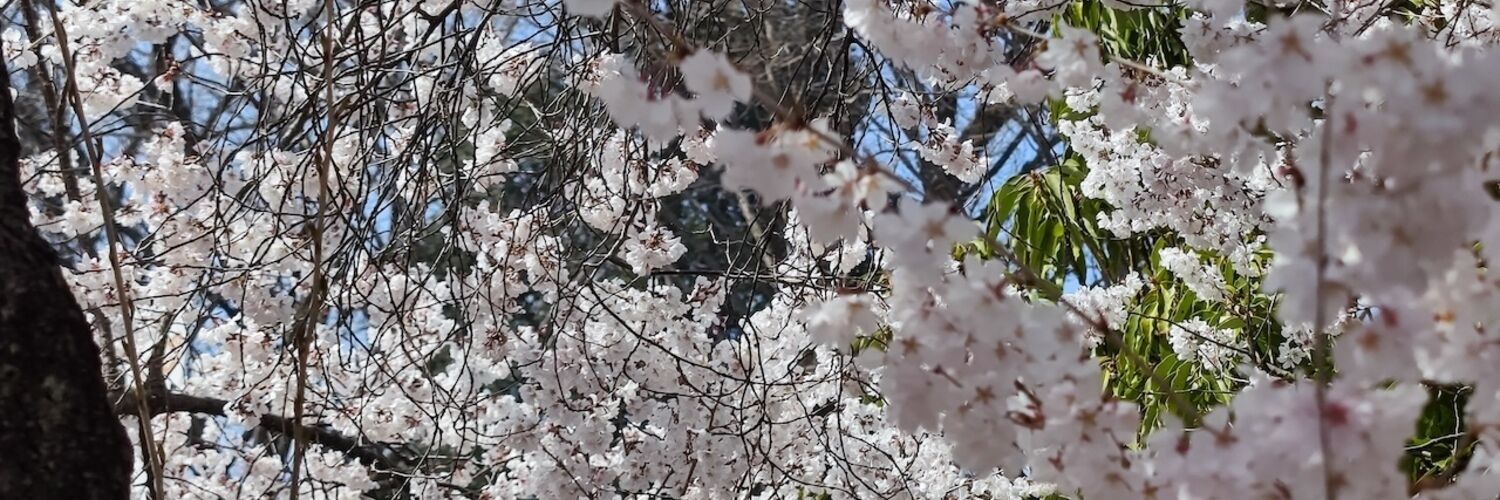 ちーずけーきファンクラブ