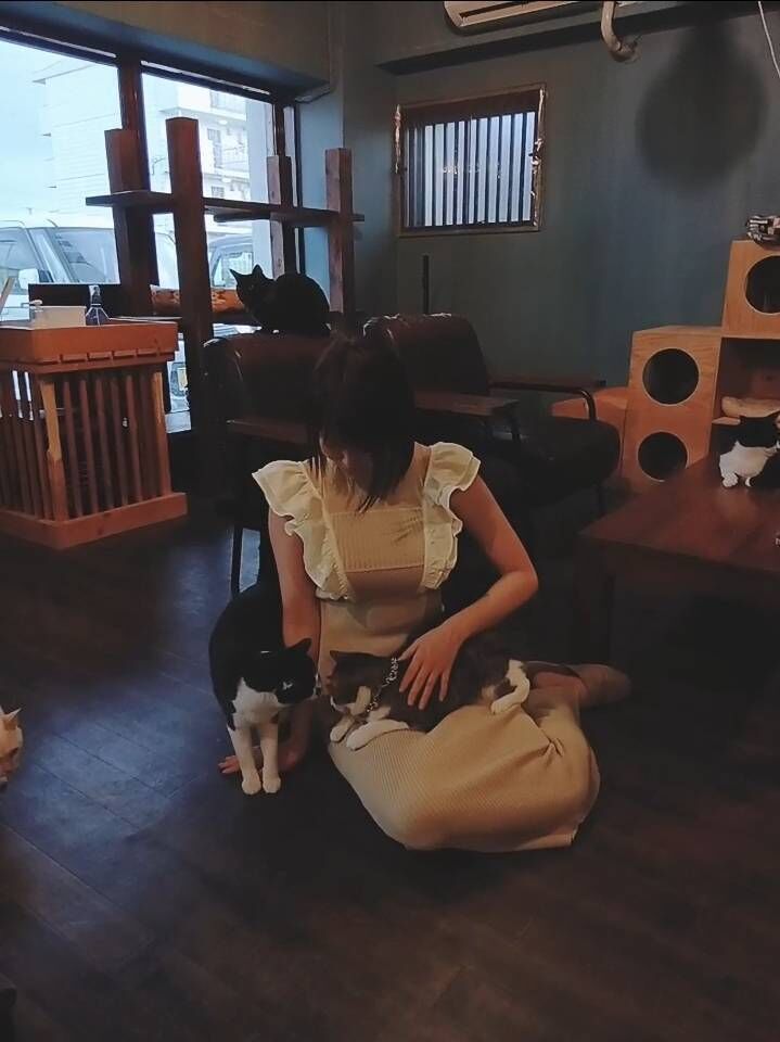 保護ねこカフェ